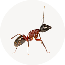 Carpenter Ant