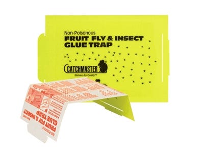 Fruit Fly Glue Board