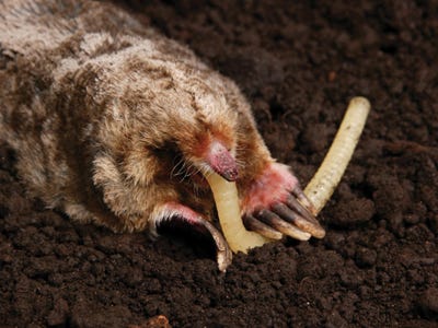 Talpirid Mole Bait