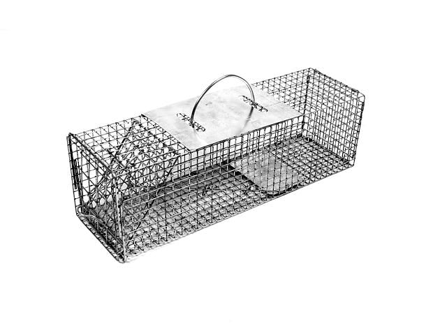 Squirrel Trap with Wire Mesh