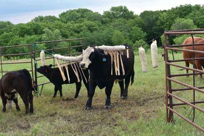 Prozap Bovi-Bullet - 18''