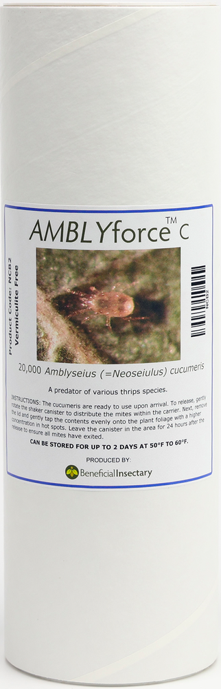 AMBLYforce C with Bran