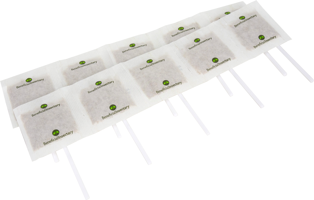 AMBLYforce C with Stick