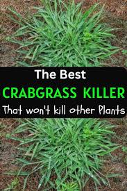 Crabgrass Killer