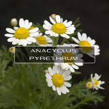 Pyrethrum