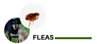 Pet Flea Control