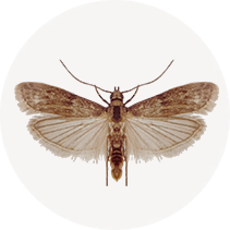 Almond Moth