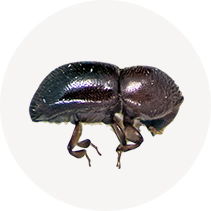 Ambrosia Beetle