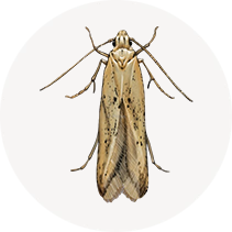 Angoumois Grain Moths