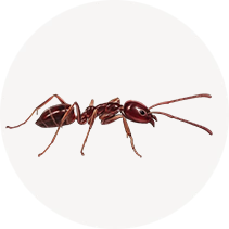 Argentine Ant