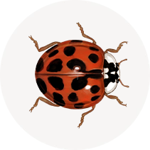 Asian Lady Beetle