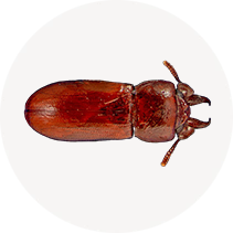 Broad-horned Flour Beetle