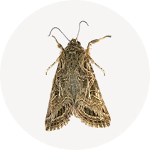 Casemaking Clothes Moth