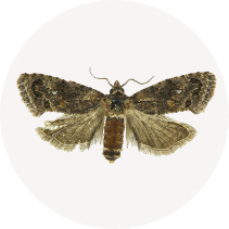 Codling Moth