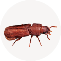 Confused Flour Beetle