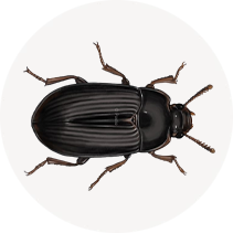 Darkling Beetle