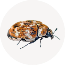 Dermestid Beetle