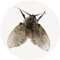 Moth/Drain Fly