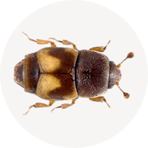 Dried Fruit Beetle