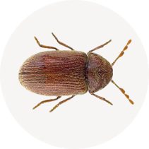 Drugstore Beetle