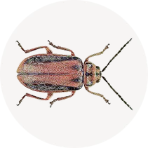 Elm leaf Beetle