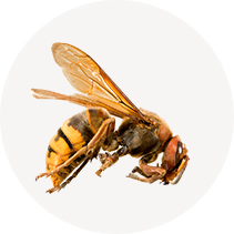 European Hornet