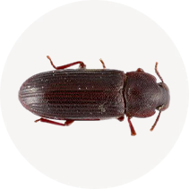 False Black Flour Beetle