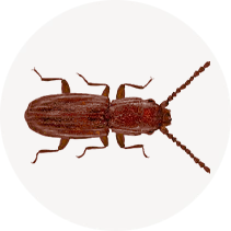 Flat Grain Beetle