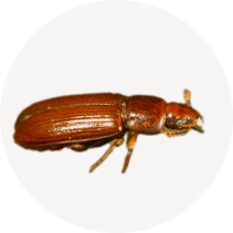 Flour Beetle