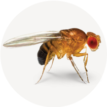 Fruit Flies