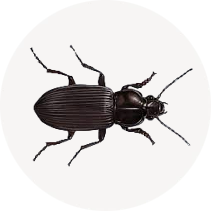 Ground Beetles