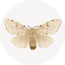 Gypsy Moth