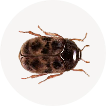 Khapra Beetle