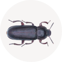 Mealworm Beetle