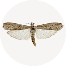 Mediterranean Flour Moth