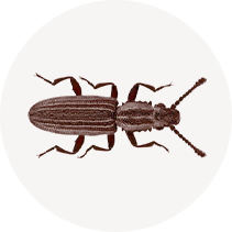 Merchant Grain Beetle