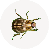 Oriental Beetle