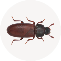 Red Flour Beetle