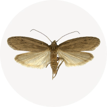 Rice Moth