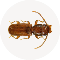 Rusty Grain Beetle