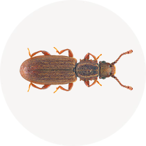 Sawtoothed Grain Beetle