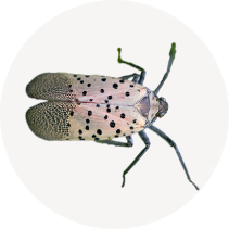 Spotted Lanternfly