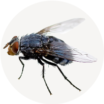 Stable Fly