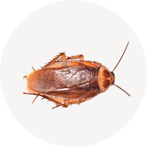 American Cockroach