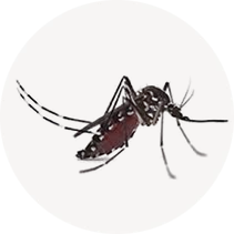 Asian Tiger Mosquito