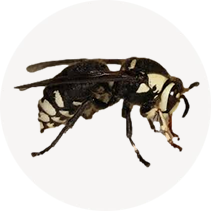 Baldfaced Hornet