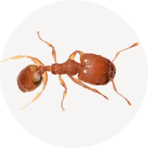 Bigheaded Ant