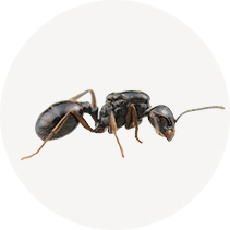 Black Harvester Ant