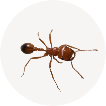 California Harvester Ant