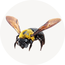 Carpenter Bees